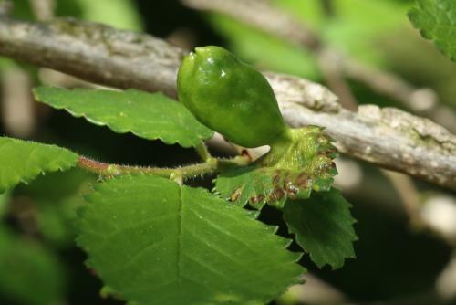 Tetraneura ulmi